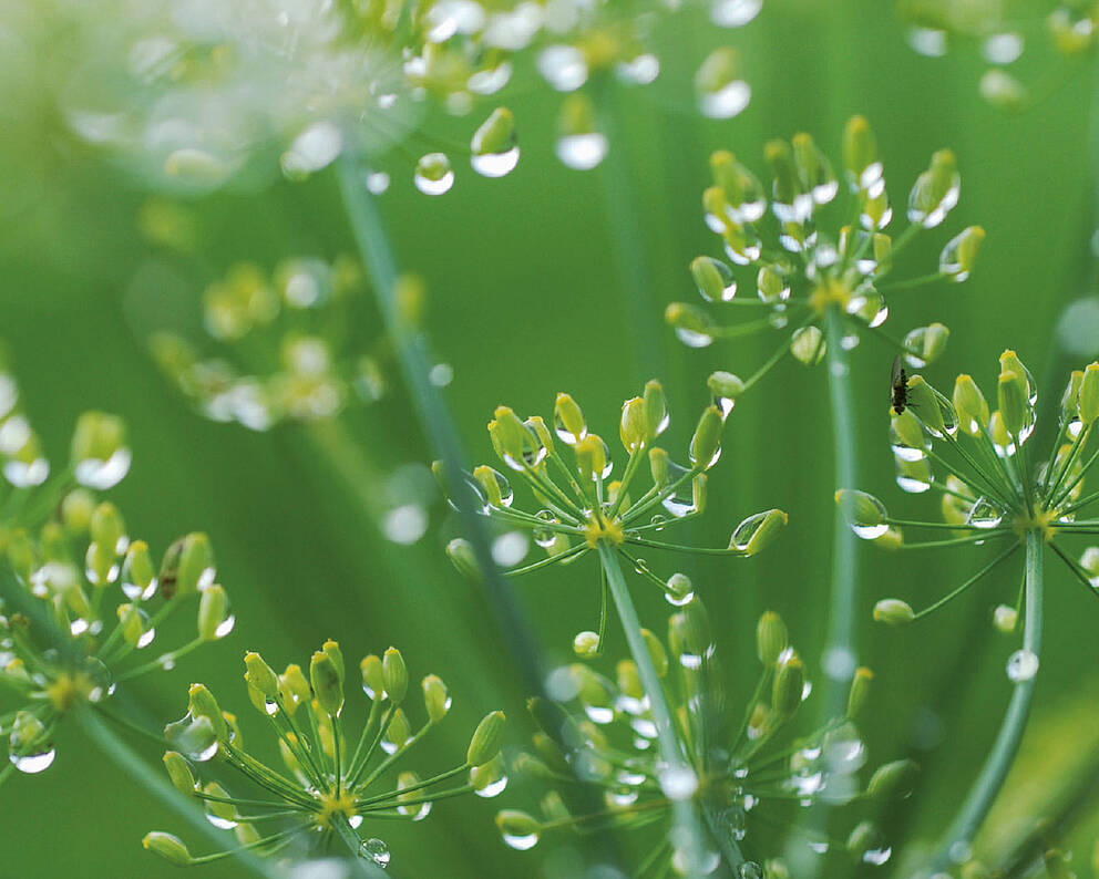 Plantes couvertes de rosée matinale : symbole du système de gestion environnementale de KURZ